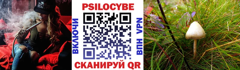 как найти   ссылка на мегу маркетплейс  Псилоцибиновые грибы Psilocybe  Камызяк 